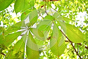 Japanese horsechestnut ( Aesculus turbinata ) tree.