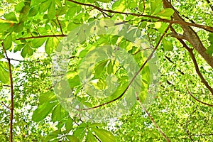 Japanese horsechestnut ( Aesculus turbinata ) tree.