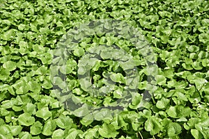 Japanese horseradish Wasabi field