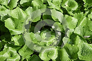 Japanese horseradish Wasabi field