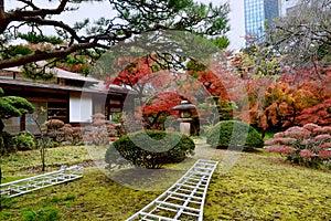 Japanese house garden autumn season Tokyo Edo period