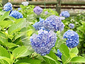 Japanese Hydrangea