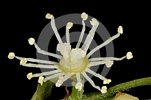 Japanese Hydrangea (Hydrangea petiolaris). Fertile Flower Closeup