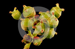 Japanese Hydrangea (Hydrangea petiolaris). Immature Infructescence Detail Closeup