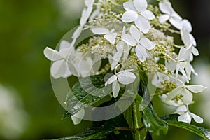 Japanese Hydrangea (Hydrangea petiolaris). Inflorescence Closeup Climbing