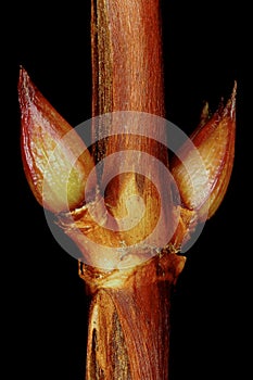 Japanese Hydrangea (Hydrangea petiolaris). Lateral Buds Closeup