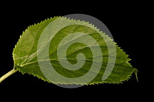 Japanese Hydrangea (Hydrangea petiolaris). Leaf Closeup