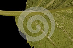 Japanese Hydrangea (Hydrangea petiolaris). Leaf Detail Closeup