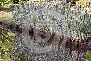 Japanese Iris laevigata Variegata, variegated plants flowering