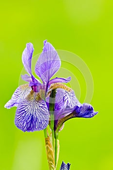 Japanese iris or Siberian iris