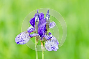 Japanese iris or Siberian iris