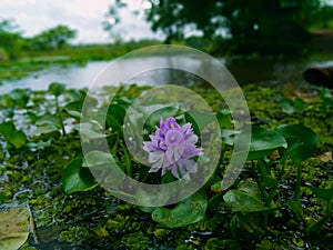 Japanese Jabara flowers can be seen near water