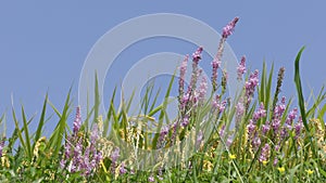 Japanese jacinth flowers