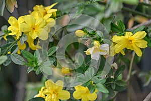 Japanese jasmine, Gelsemium mesnyi with yellow flowers