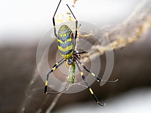 Japanese Joro orb-weaver spider eating a grasshopper photo