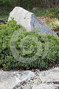 Japanese juniper, Juniperus procumbens photo