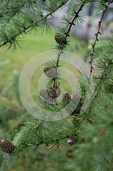 Japanese Karamatsu larch Larix kaempferi, needle-like leaves and seed cones