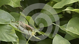 Japanese Katydid resting on a leaf and chirping.