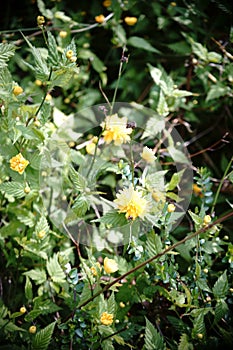 Japanese Kerria japonica
