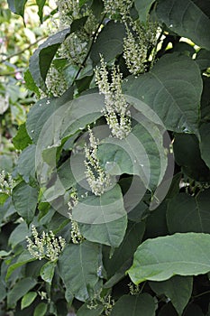 Japanese Knotweed