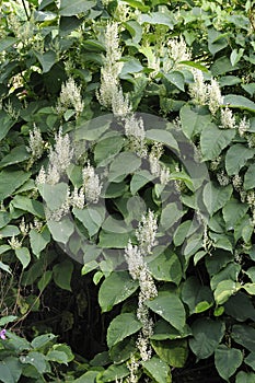Japanese Knotweed