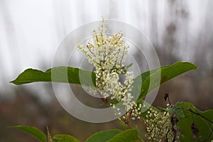 Japanese Knotweed