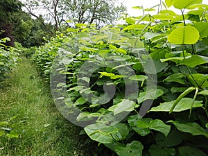 Japanese knotweed  Fallopia japonica