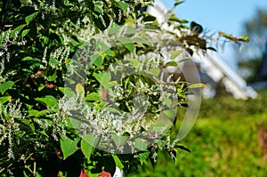 Japanese knotweed- Fallopia japonica