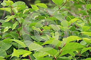 Japanese knotweed Fallopia japonica close-up growing in the UK