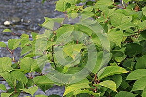 Japanese knotweed Fallopia japonica close-up growing in the UK.