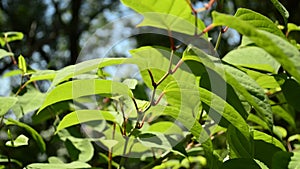 Japanese Knotweed, Fallopia japonica, invasive species