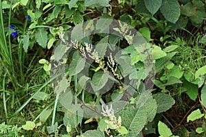 Japanese knotweed flowers