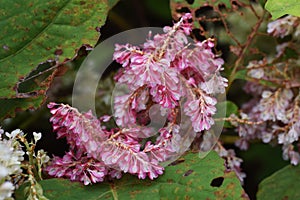 Japanese knotweed flowers.