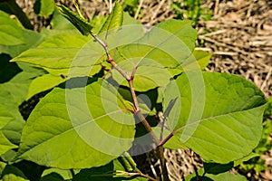 Japanese Knotweed invading New England.