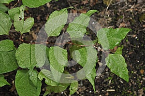 Japanese Knotweed - Persicaria japonica