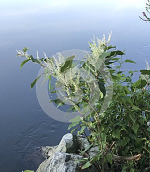 Japanese knotweed on a riverbank