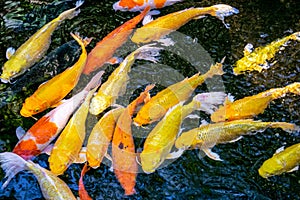 Japanese koi carp fish, a beautiful medium-sized colourful asian fishes.
