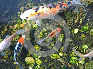 Japanese Koi Carp fishes