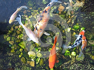 Japanese Koi Carp fishes