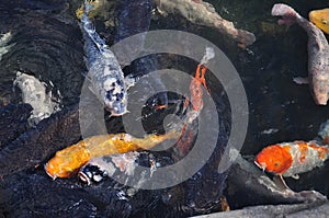 Japanese koi carp fish in a temple pond