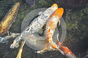 Japanese koi carp fish in a temple pond