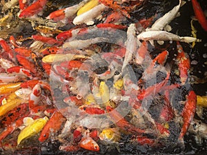 Japanese Koi Carps Fish cyprinus Carpio swimming in a pond