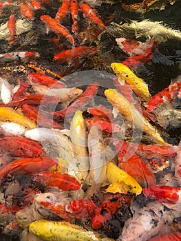 Japanese Koi Carps Fish cyprinus Carpio swimming in a pond