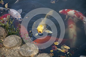 Japanese Koi are domesticated Amur carp that are selected or culled for color.