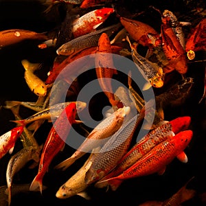 Japanese koi fish