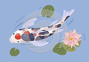 Japanese koi fish in Asian garden pond with leaf and lotus flower. Chinese decorative zen carp swimming in water. Above