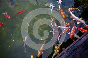 Koi fish in the pond swim near the wooden bridge over the river