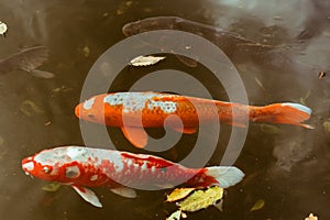 Japanese Koi fish swimming in pond located in Meiji Jingu Inner Garden in Tokyo, Japan.
