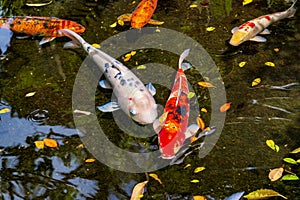 Japanese koi or nishikigoi fishes in the pond