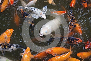 Japanese koi pond